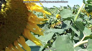 Real passion of teenage couple in the field of sunflowers