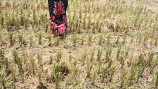 Pee of the Village in Outdoor Field of Paddy Cutting Nomita Boud