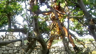 Wild Cat Eats a Lot of Tails in Nature