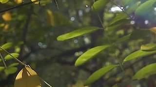 On the Mountain Top Walkthrough Without Voice 1