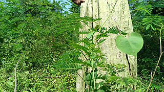 Step Brother Fucking Jungle Side