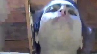 Lizeth Cum Slut Pussy Creampie - Blowjob and Pussy Fucked with Cum in Pussy