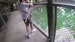 Crocodile feeding and pussy pleasing