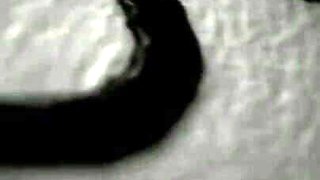 Trailer 376
