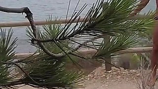 Dick Flash - I Pull Out My Cock in Front of a French Girl... Beach Path and She Helps Me Cum in Mounth Caught!!!