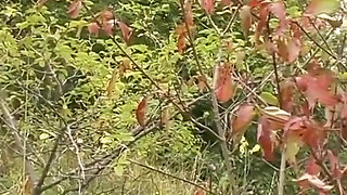 German Blonde Teenage Girl with Short Hair Gets Fucked Outdoors