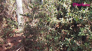 Walking Forest - Video for Fans with Slowmotion