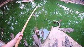 Crocodile feeding and pussy pleasing