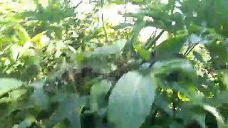 Hot Beach Cuckold Action with Joy Cardozo & Bruna Black - Creampie Gangbang Fun