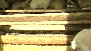 Horny Slut Gets Fucked Hard #8