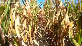 Amwednesday - Corn Field