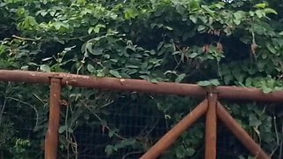 Masturbating Outdoors for Hot Redhead Who Liked It