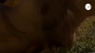 ThisIsGlamour Chloe Bodimeade Mowing By The Pool LEWD