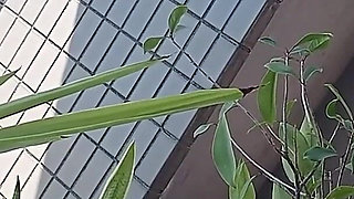 Peeing on a Potted Plant