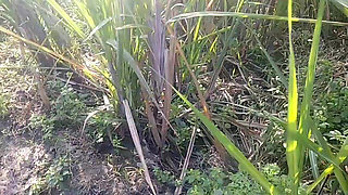 Indian Desi Porn Scene in Sugarcane Garden