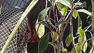 I Pee in the Potted Plant Again