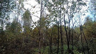 Nude Blonde Picks Mushrooms in the Russian Forest