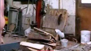 Silver Fox Strokes Wood at the Sawmill