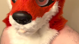 alaskan furry fox