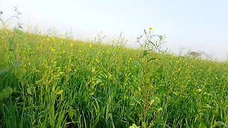 Khet kheton mein gand Marne Laga upar se Koi aaega FIR chhod Diya
