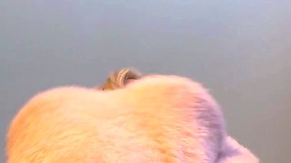 Amateur blond girl with big boobs getting fucked