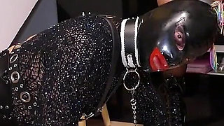 Behind the Scenes of "stella's Cat Training